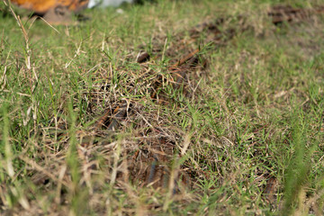 Varillas en el pasto