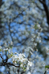 Dogwood tree blossoms on a beautiful spring day