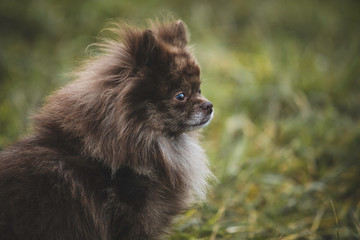 Pomeranian