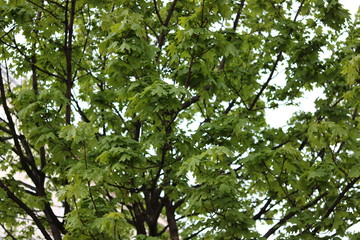 tree with branches and leaves