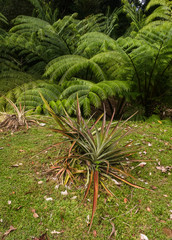 Tropical tree fern forest