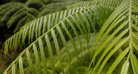 Tropical tree fern forest