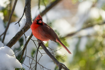 Cardinal with Snow