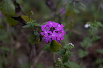 Flor