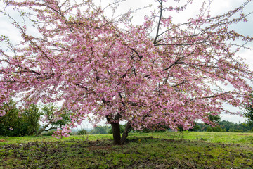 Fototapeta premium 豊前の河津桜