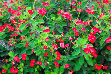 red flowers in the garden