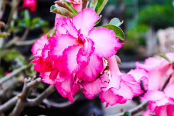 pink flower in garden