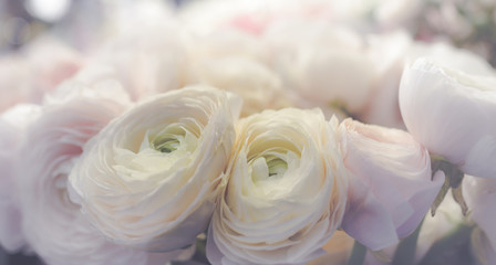 Ranunculus flower bouquet on lilac background, close up banner