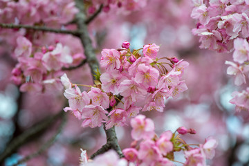 豊前の河津桜