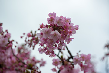 豊前の河津桜