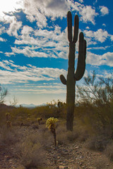 Lone Cactus