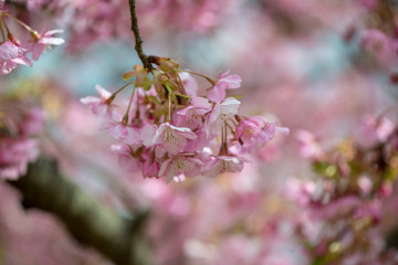豊前の河津桜