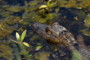 baby alligator