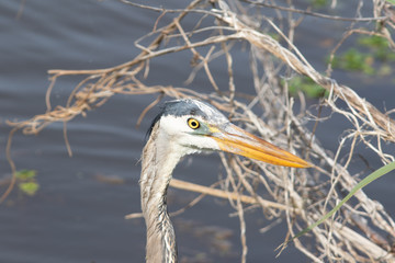 Heron
