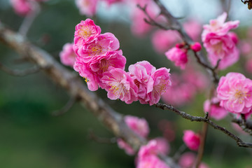 風土記の丘の梅