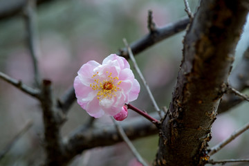 風土記の丘の梅