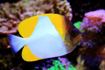 Pyramid Butterflyfish , beautiful tropical fish in aquarium