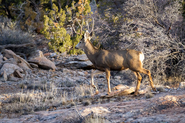 Mule deer family