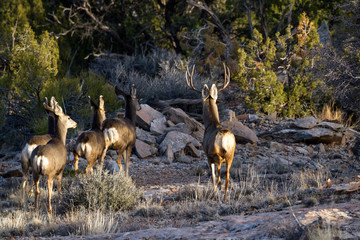 Mule deer family