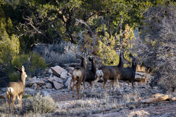 Mule deer family