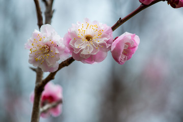 風土記の丘の梅