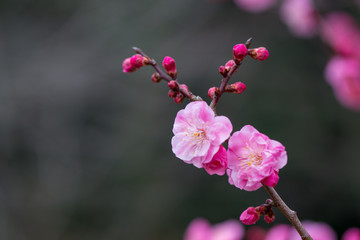 風土記の丘の梅