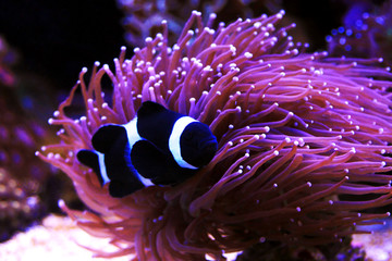 Black & White Ocellaris Clownfish, Captive-Bred (Amphiprion ocellaris var.