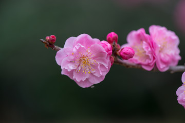 風土記の丘の梅