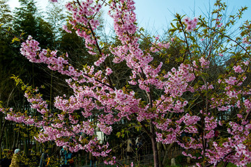 Fototapeta premium 杵築の河津桜