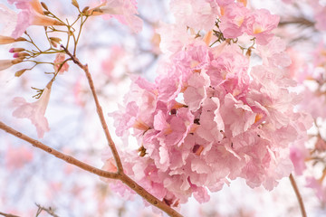 ink trumpet tree flowers blooming, Tabebuia rosea