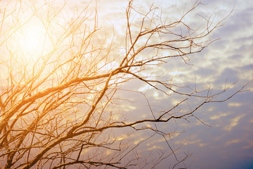 Obraz premium dry tree bushes over sunset sky with sun flare