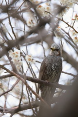 ヒヨドリ　Brown-eared bulbul