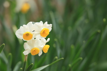 Naklejka na ściany i meble スイセンの花　Daffodil