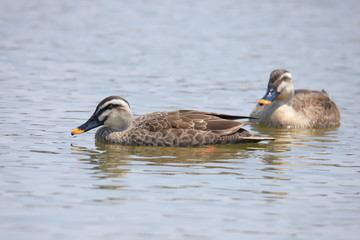 ツガイのカルガモ　Eastern spot-billed duck