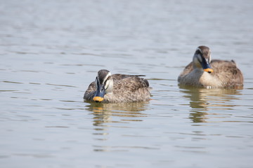 ツガイのカルガモ　Eastern spot-billed duck