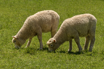 Naklejka na ściany i meble Twin lambs grazing in grassy field in New Zealand
