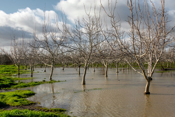 The flooded orchard in California after heavy rains in the winter 