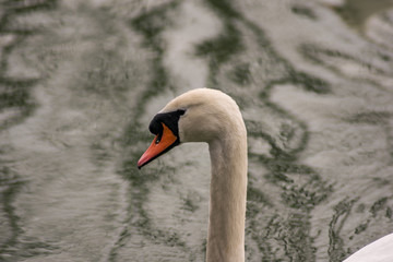 Der Schwan ist eine Gattung der Entenv&ouml;gel und geh&ouml;rt zur Familie der G&auml;nse