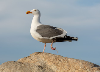 Fototapeta premium Poor miserable hurting Seagull with fishing line on its foot- environmental trash