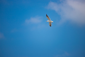 seagull in the sky