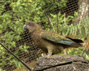 Closeup of New Zealand Kaka (Nestor meridionalis)