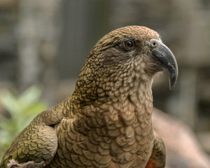 Closeup of New Zealand Kaka (Nestor meridionalis)