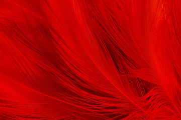 Abstract backgrounds. red feathers texture backgrounds.