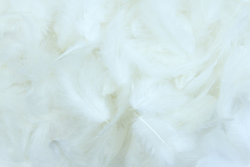 Obraz premium white feather texture background.