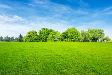 Green grass and forest in summer season