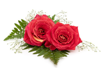 Two red roses on white background