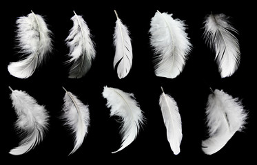 Obraz premium Set of white feathers isolated on black background.