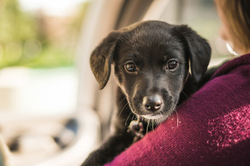 Black Lab Puppy