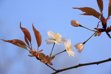 山桜の花