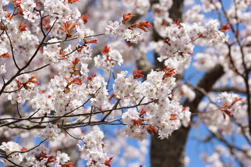山桜の花